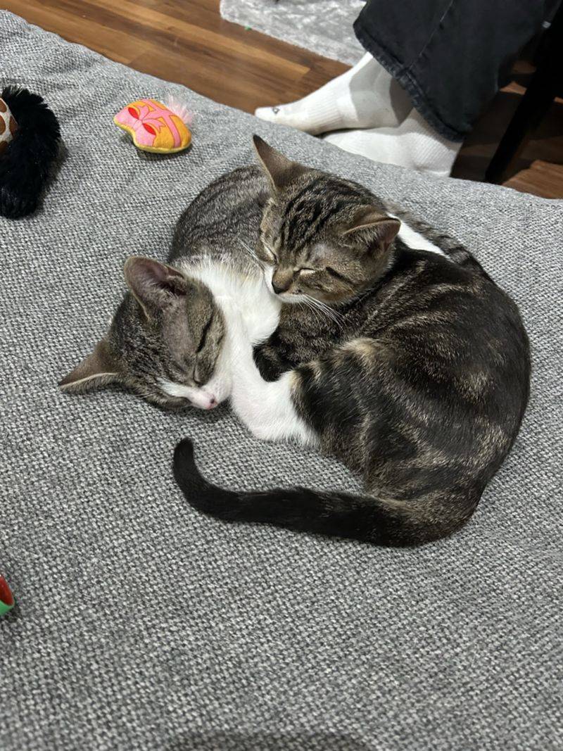 Come For The Cuddles, Leave With A Softer Heart