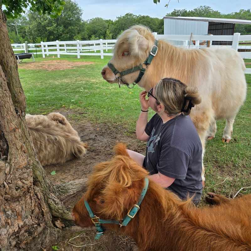 Cow Cuddles, Brush in Hand
