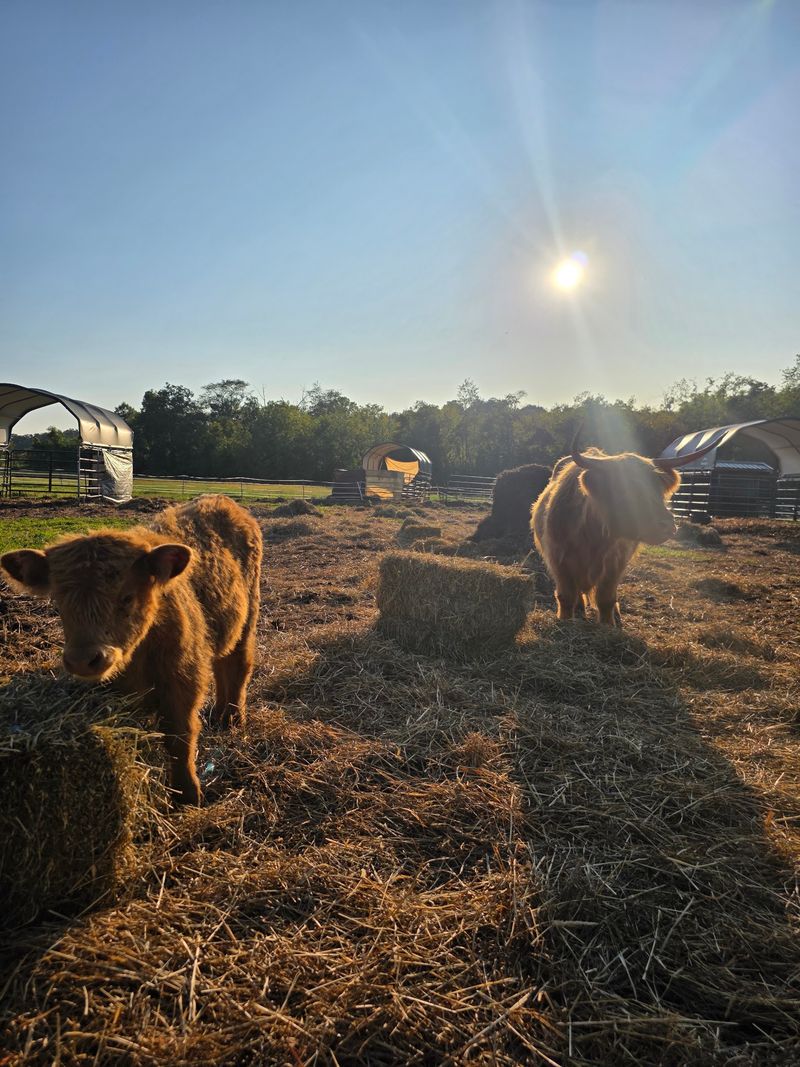 Cow Yoga Is Real And It Is Wonderfully Calming Cow Yoga Is Real And It Is Wonderfully Calming
