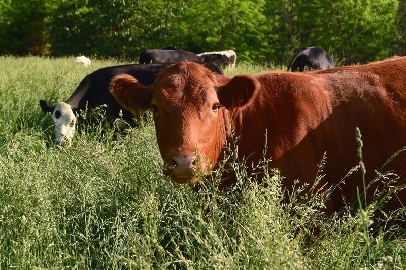Cows Get A Fresh Salad Bar Every Day Cows Get A Fresh Salad Bar Every Day