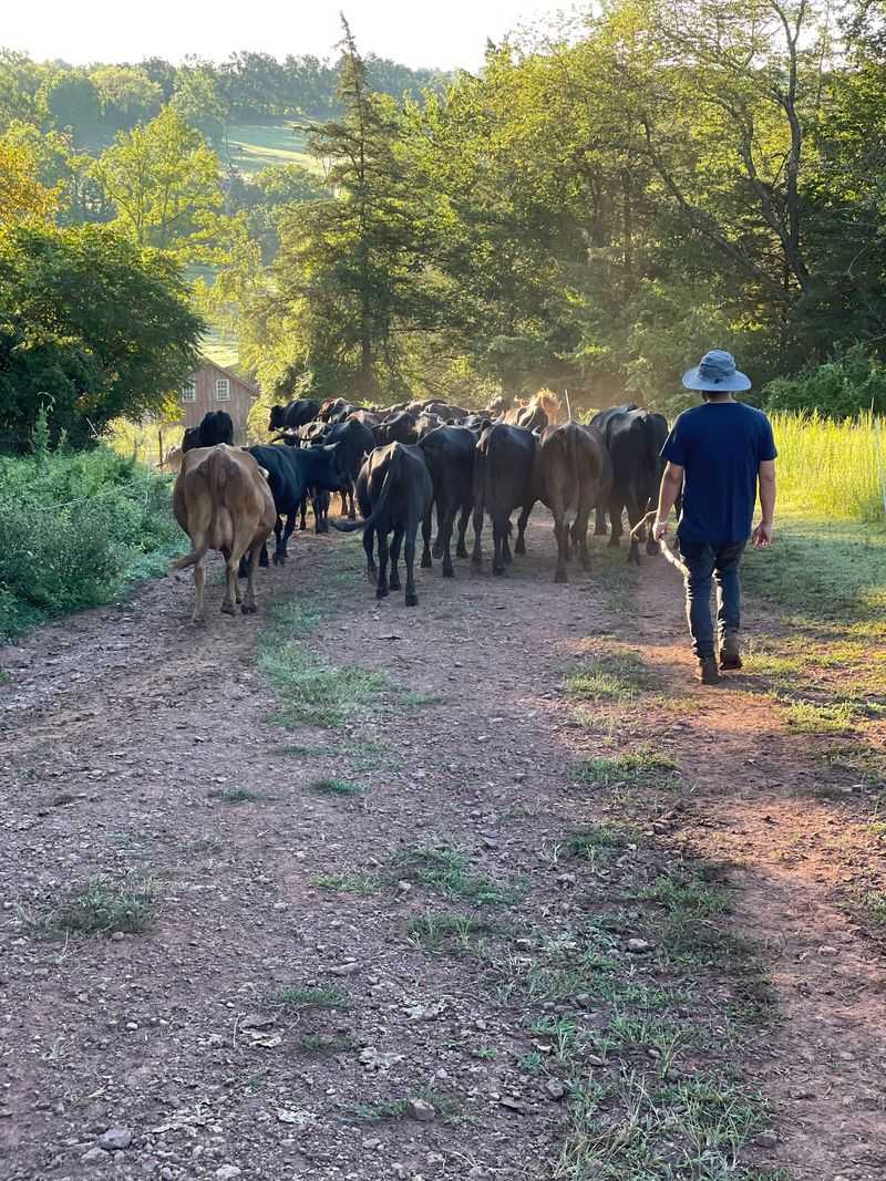 Cows With A Remarkably Relaxed Schedule Cows With A Remarkably Relaxed Schedule