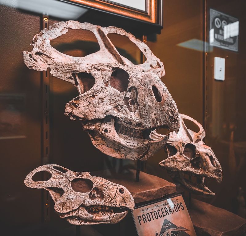 Dozens Of Skulls And Jars That Demand A Second Look