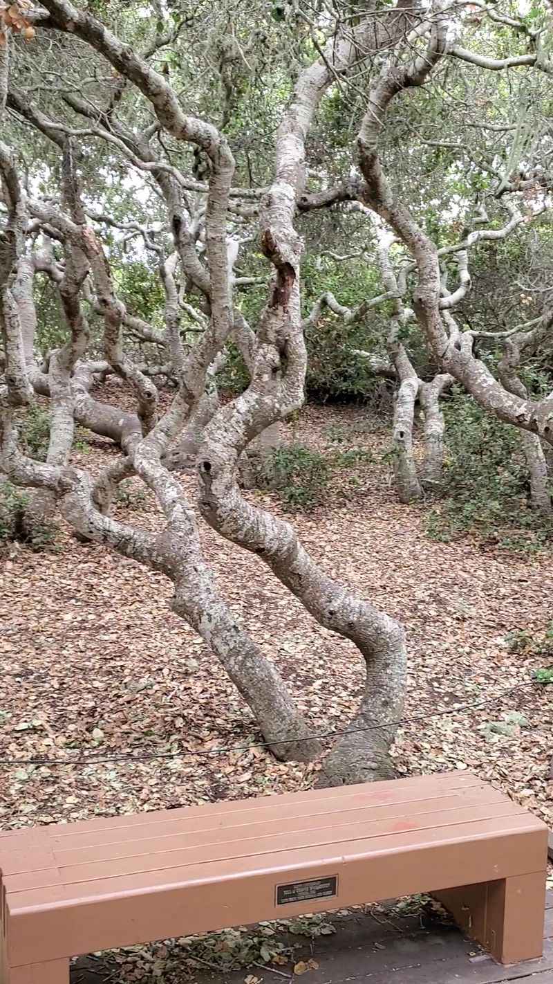 El Moro Elfin Forest