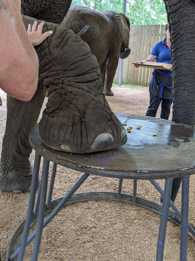 Elephant Lessons You Will Actually Remember