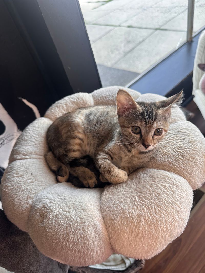 Every Purring Resident Is Hoping For A Ride Home