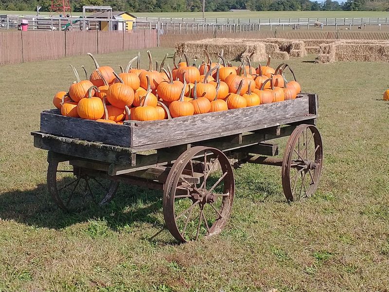 Fall Brings Pumpkins, Hayrides And A Corn Maze