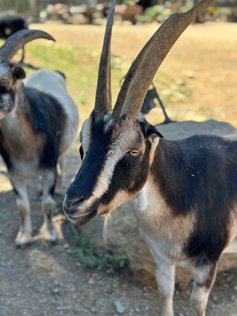 Feed A Goat, Hug A Pig, And Say Hi To Albert