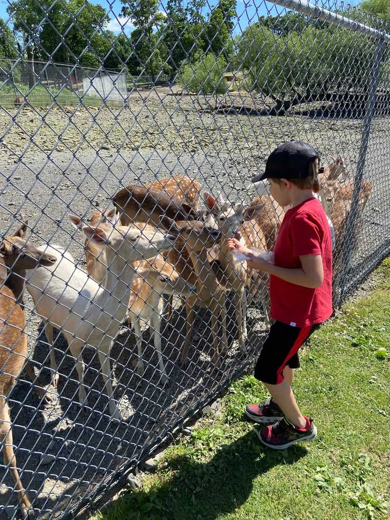 Feeding Time Turns Kids Into Instant Zookeepers Feeding Time Turns Kids Into Instant Zookeepers