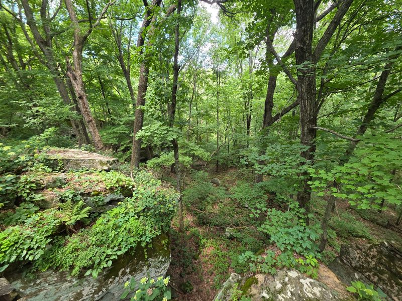 Forest Life on the Trail Forest Life on the Trail