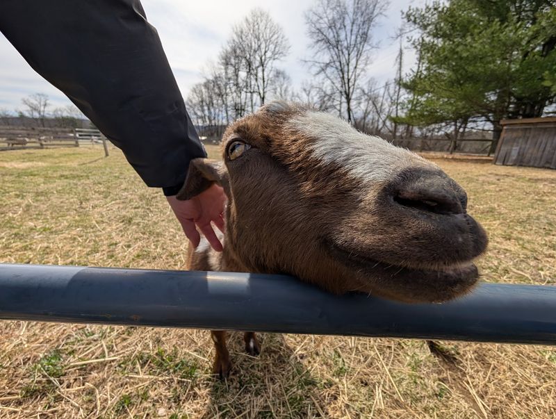 Forget The Petting Zoo Rules You Grew Up With Forget The Petting Zoo Rules You Grew Up With
