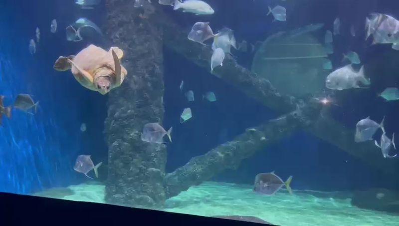 Forty Years Of Ocean Love, Plus One Fun Night Forty Years Of Ocean Love, Plus One Fun Night
