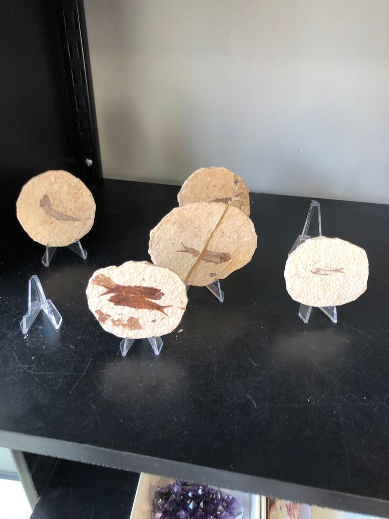 Fossils You Can Actually Take Home