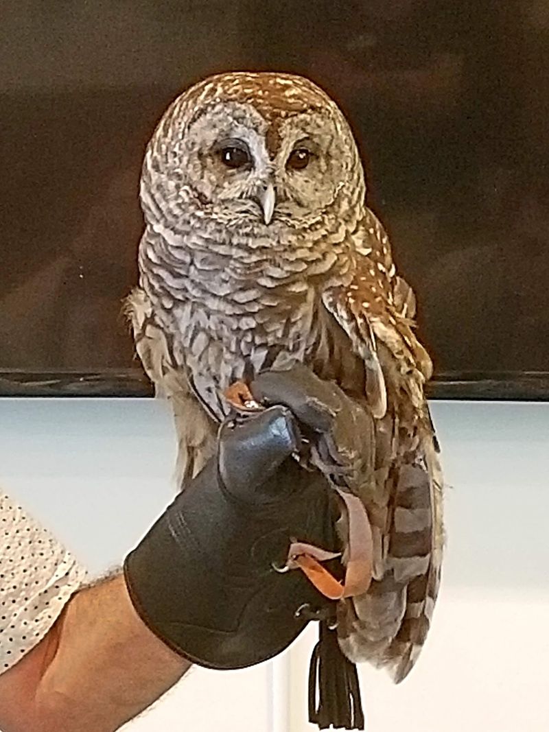 Found A Hurt Bird? Here Is Where It Can Get Help