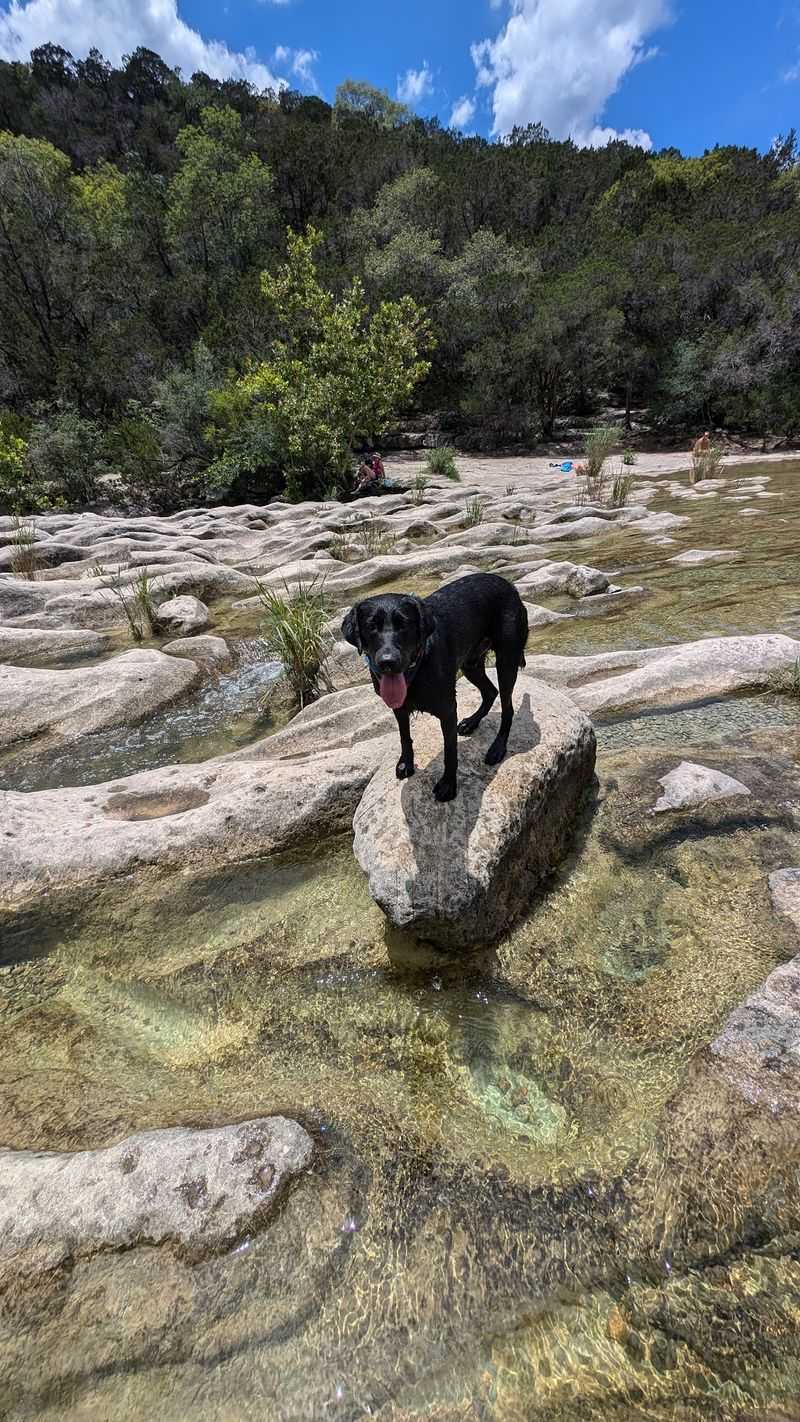 Four-Legged Hikers Welcome Four-Legged Hikers Welcome