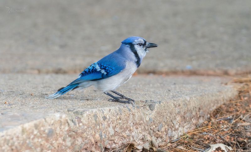 Free Care For Every Feathered Patient That Comes Through The Door