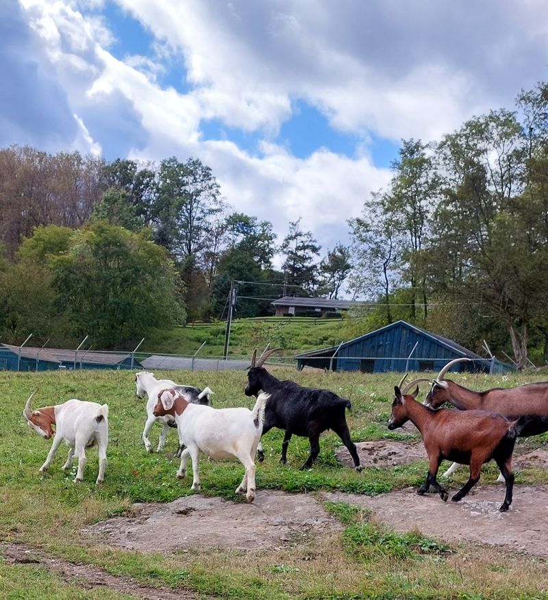 Free-Roaming Goats And Sheep Keep Things Lively Free-Roaming Goats And Sheep Keep Things Lively