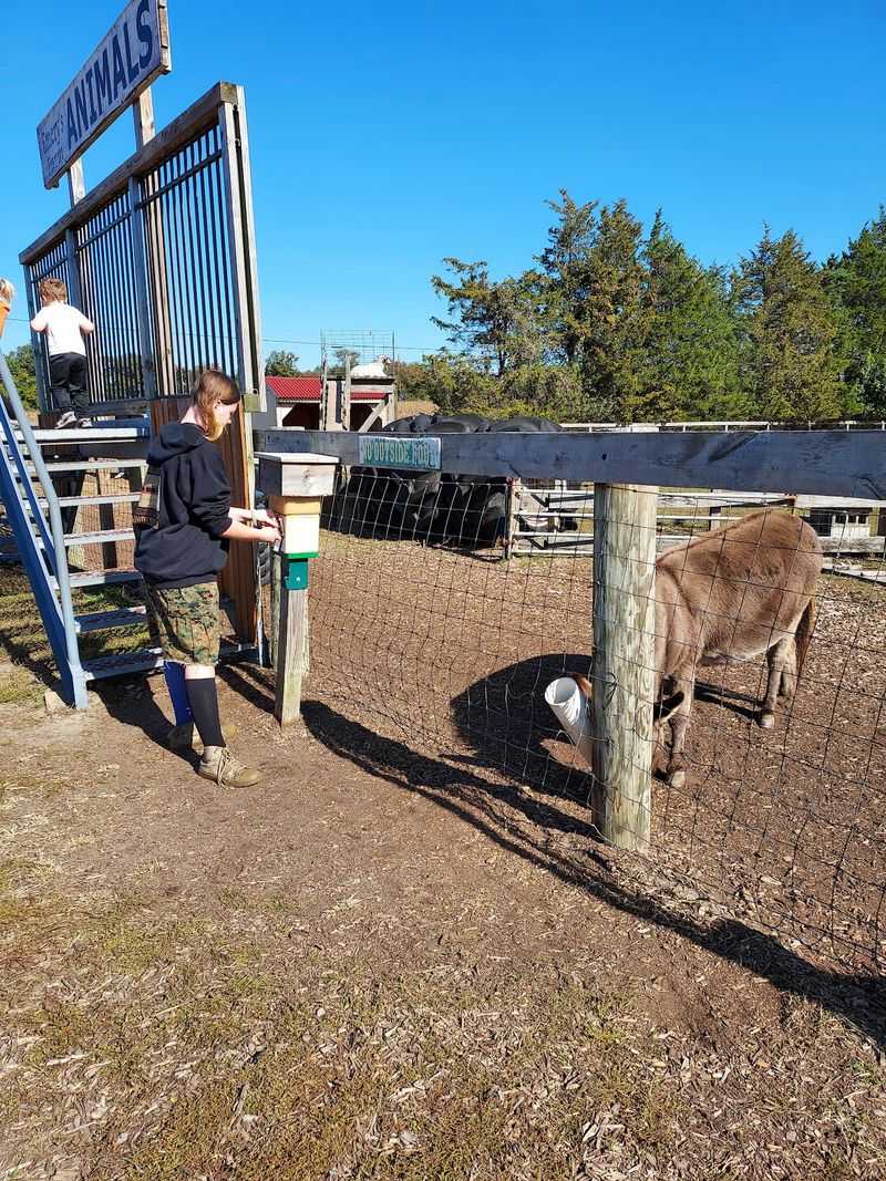 Friendly Farm Animals And A Slower Pace
