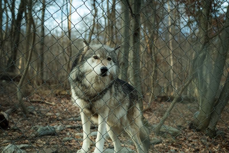 Front-Row Seats Inside a Ring of Wolf Packs