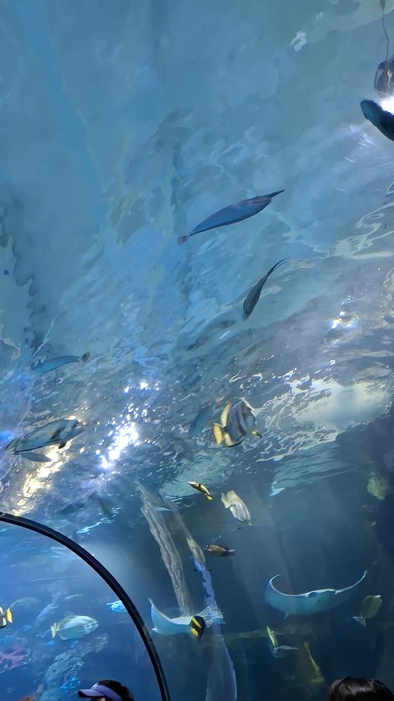 Go Ahead And Touch The Stingrays Go Ahead And Touch The Stingrays