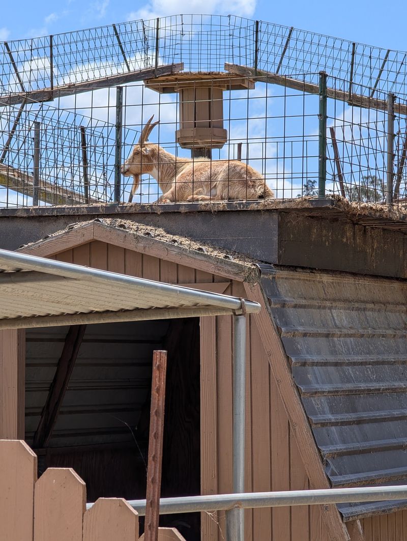 Goats, Alpacas, And A Few Very Opinionated Chickens
