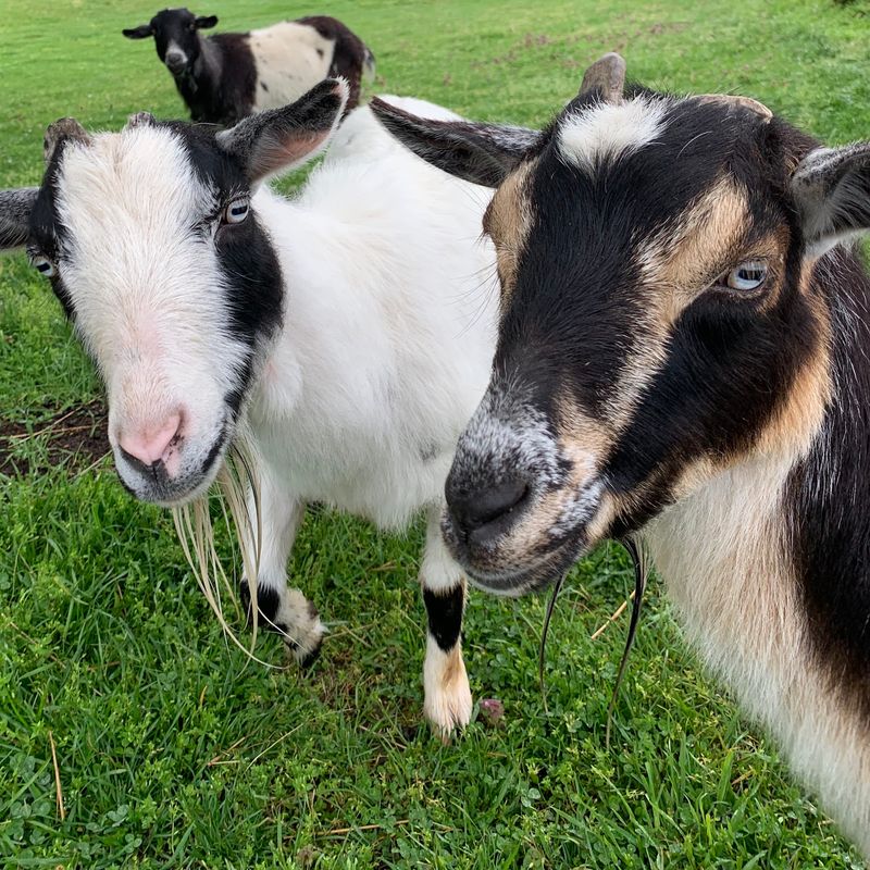 Goats, Cows and a Barnyard Full of Characters Goats, Cows and a Barnyard Full of Characters