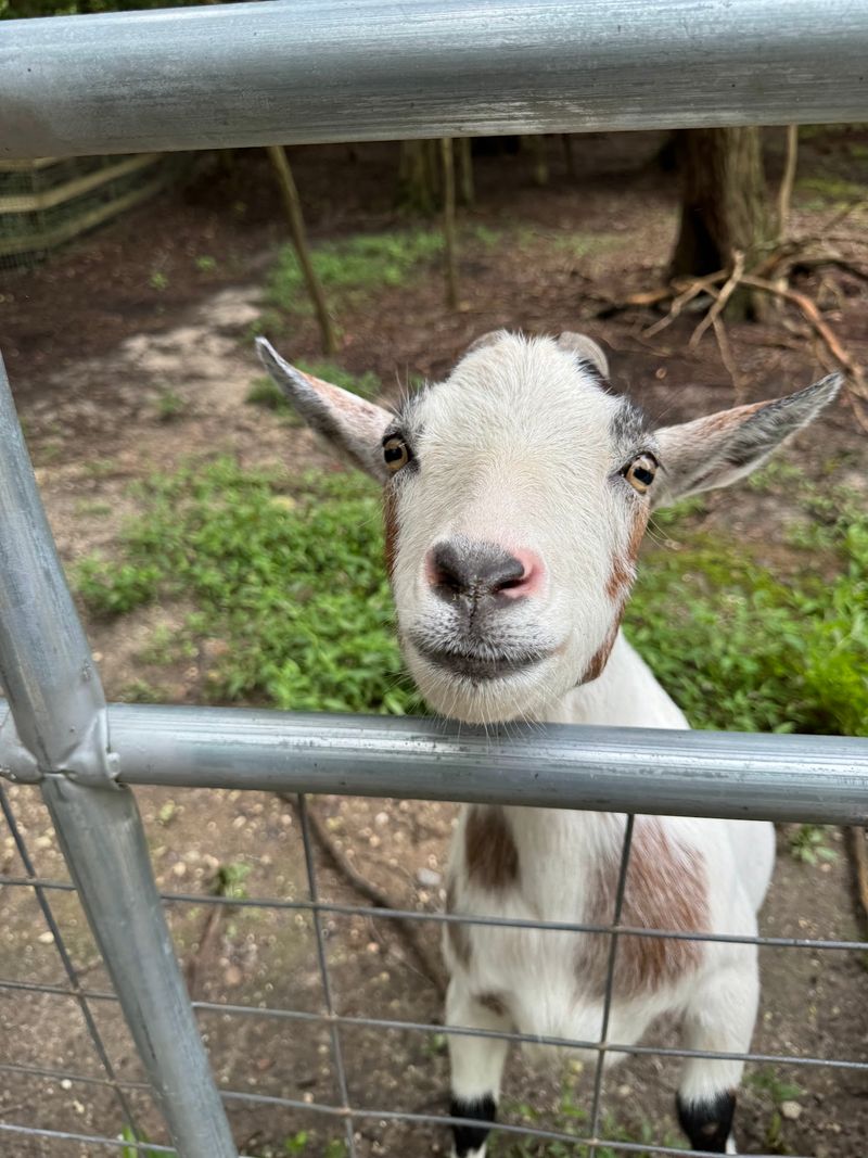Goats, Donkeys And Their Four-Legged Bodyguards Goats, Donkeys And Their Four-Legged Bodyguards