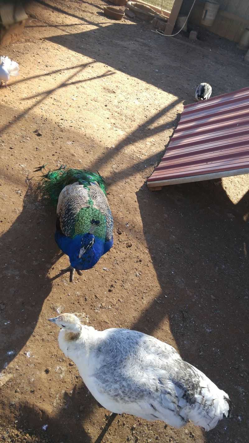 Goats, Peacocks, And One Very Tall Emu Goats, Peacocks, And One Very Tall Emu