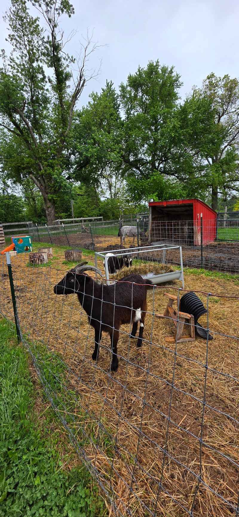 Goats, Pigs, and a Donkey Run the Welcome Committee