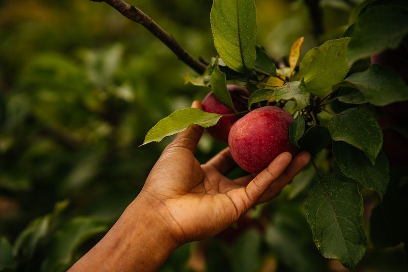 Golden Delicious, Fuji, And A Basket Built For Pie