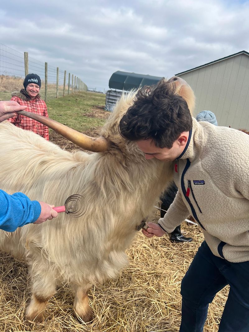 Grab A Brush Because The Cows Are Ready For Grooming Grab A Brush Because The Cows Are Ready For Grooming