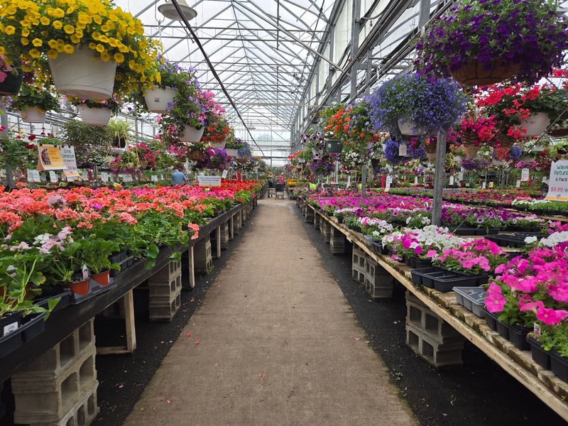 Greenhouses Bursting With Spring Color Greenhouses Bursting With Spring Color
