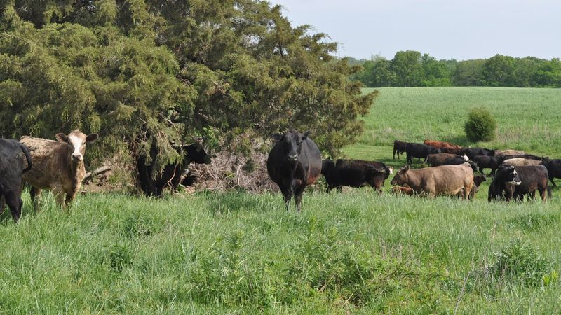 Half Sides and Quarter Cows for a Full Freezer