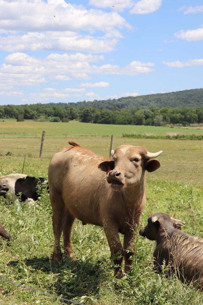 Happy Grazers On Preserved Jersey Farmland