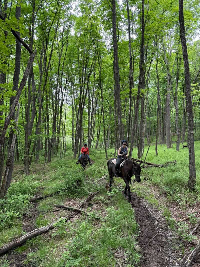 Horses Matched To Your Skill, From Sweet Ivy To Speedy Atlas Horses Matched To Your Skill, From Sweet Ivy To Speedy Atlas