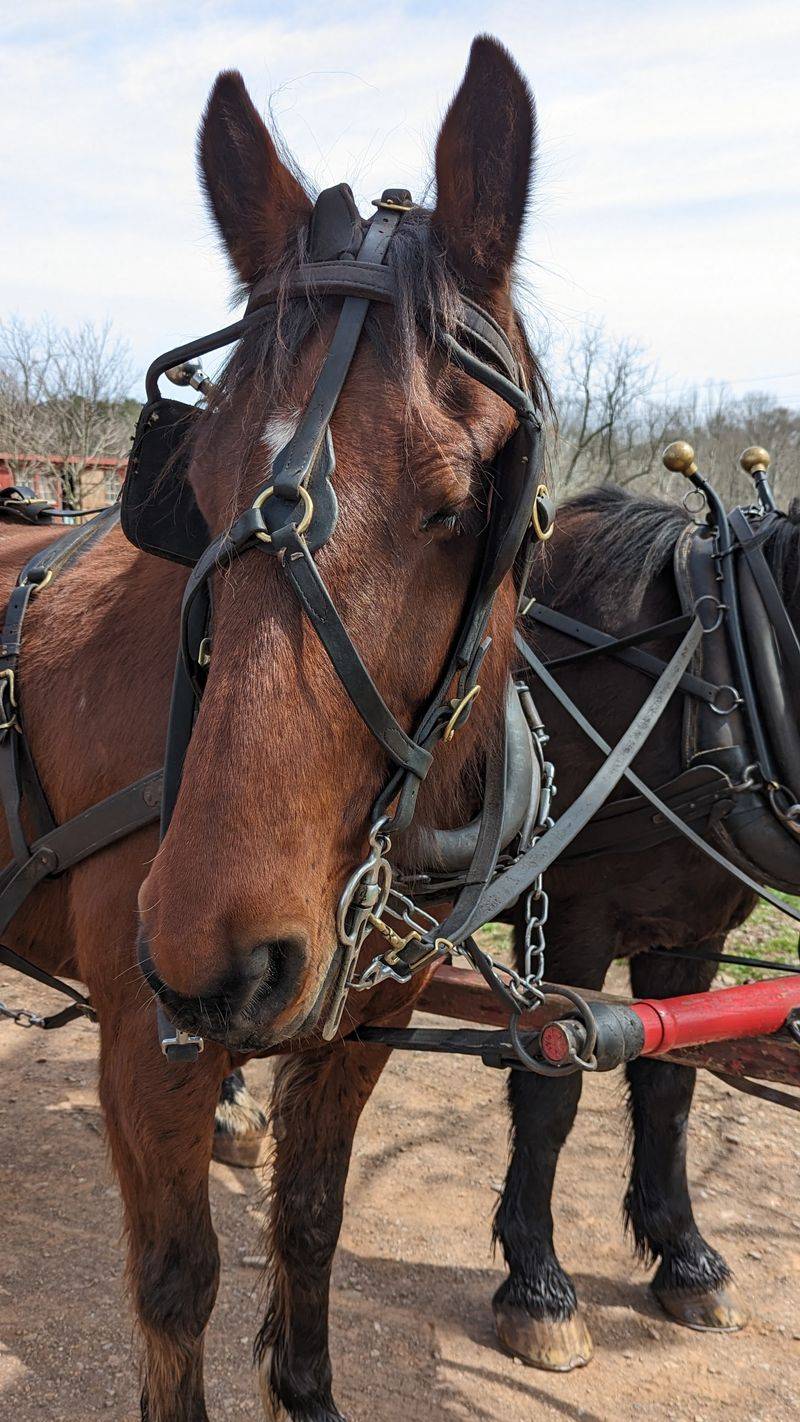 Horses, Oxen, Pigs, And One Very Popular Cat