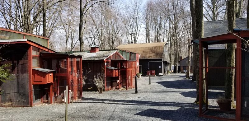 How One Backyard In 1968 Became A Lifeline For Raptors
