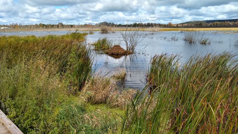 How Two Neighbors Kept The Marsh From Going Private