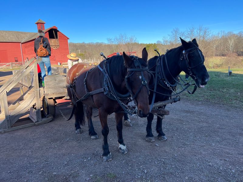 Ice Cutting, Sleigh Days, And Maple Syrup Season