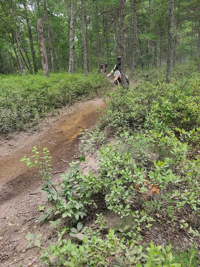 Into The Woods On Two Wheels Or Four