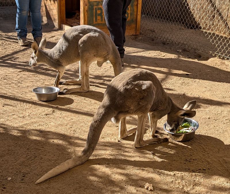 Kangaroos In Agua Dulce Are Just The Start Of This Story Kangaroos In Agua Dulce Are Just The Start Of This Story