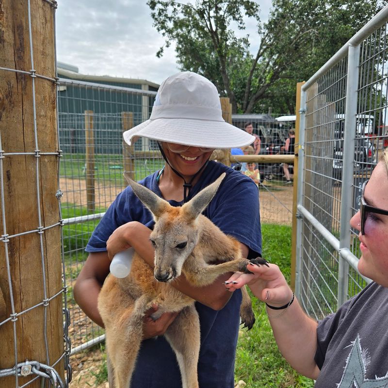 Kangaroos in the Brazos Valley