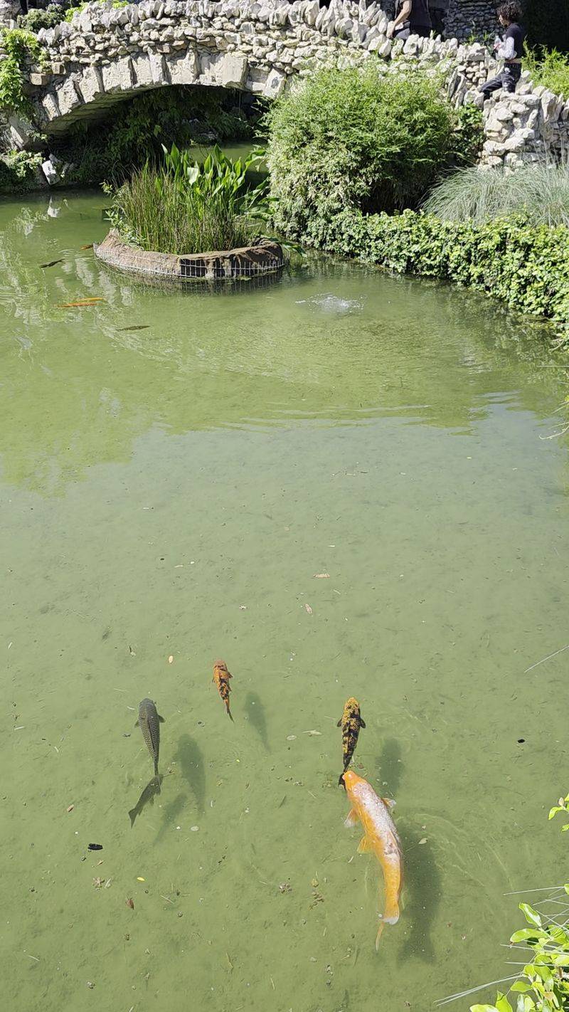 Koi Ponds and Their Shell-Topped Neighbors Koi Ponds and Their Shell-Topped Neighbors