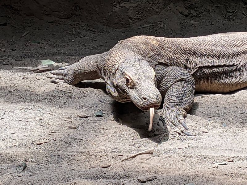 Komodo Dragons Bring The Unexpected Plot Twist Komodo Dragons Bring The Unexpected Plot Twist