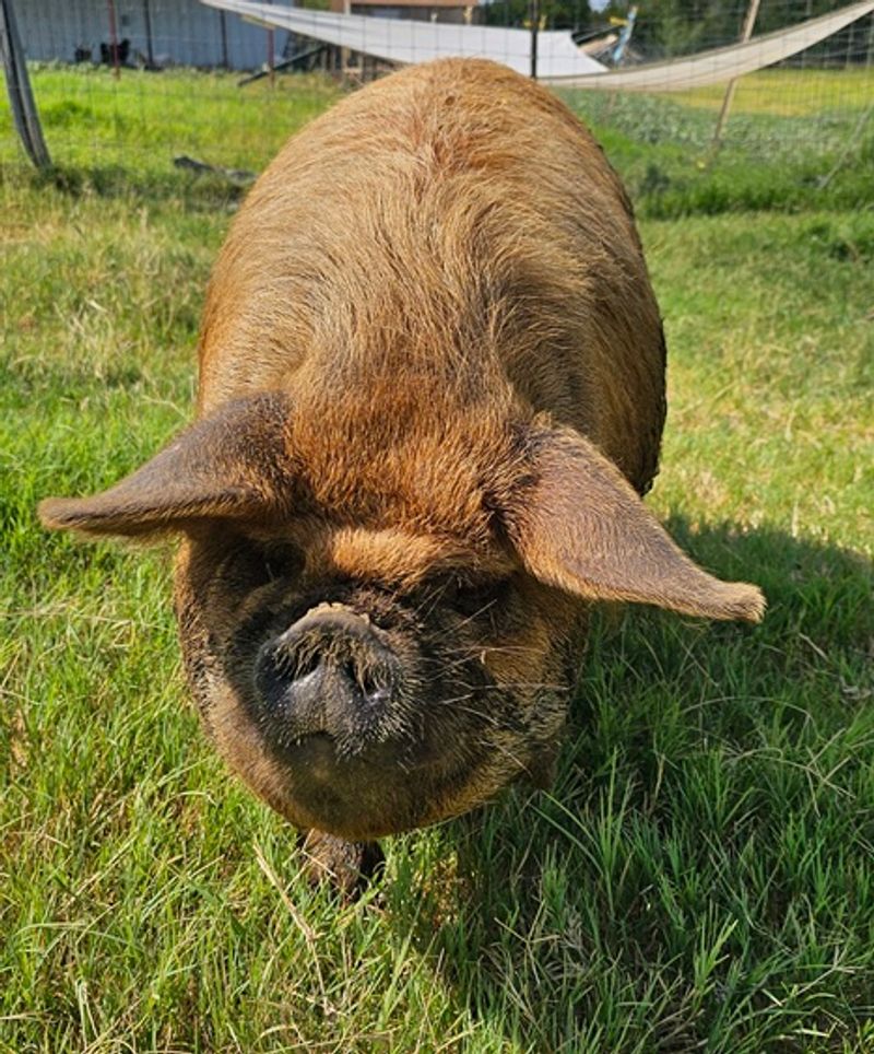 Kunekune Pork That Converts Skeptics Kunekune Pork That Converts Skeptics