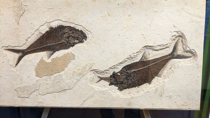 Late Nights, Rock Shows, And Bring-Your-Own Fossil Questions Late Nights, Rock Shows, And Bring-Your-Own Fossil Questions