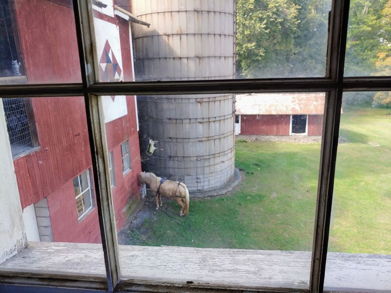 Lilly The Pony Is Expecting A Few Pats Lilly The Pony Is Expecting A Few Pats