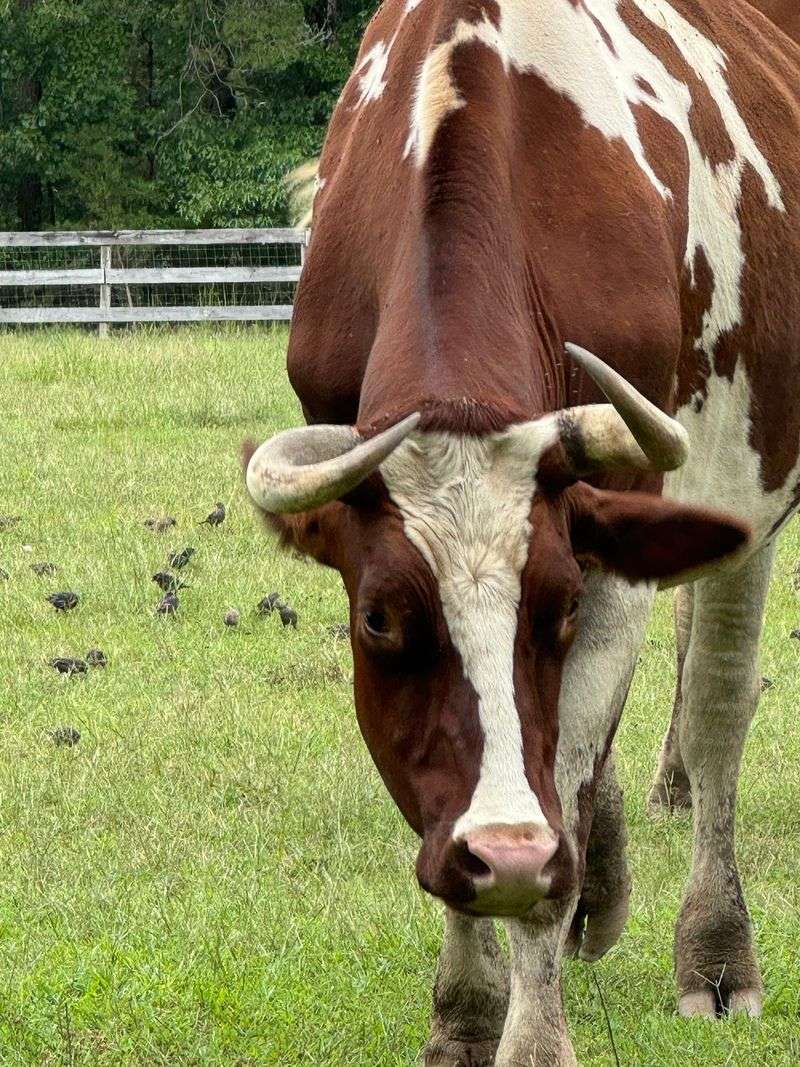 Magnificent Cows And Fluffy Alpacas Out Back Magnificent Cows And Fluffy Alpacas Out Back