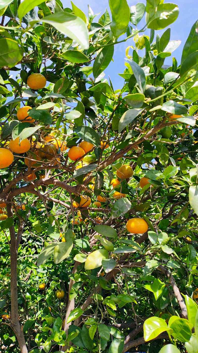 Mandarins, Lavender, And Other Pleasant Surprises