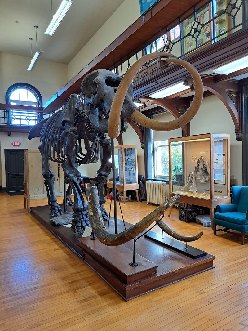 Manny The Mastodon Has Been Standing Tall Since 1896