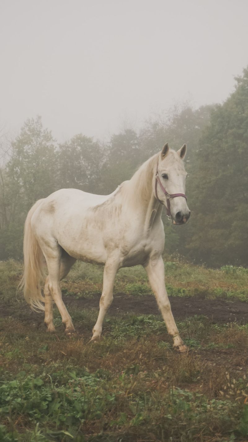 Meet Romeo, Cream, and the Rest of the Herd